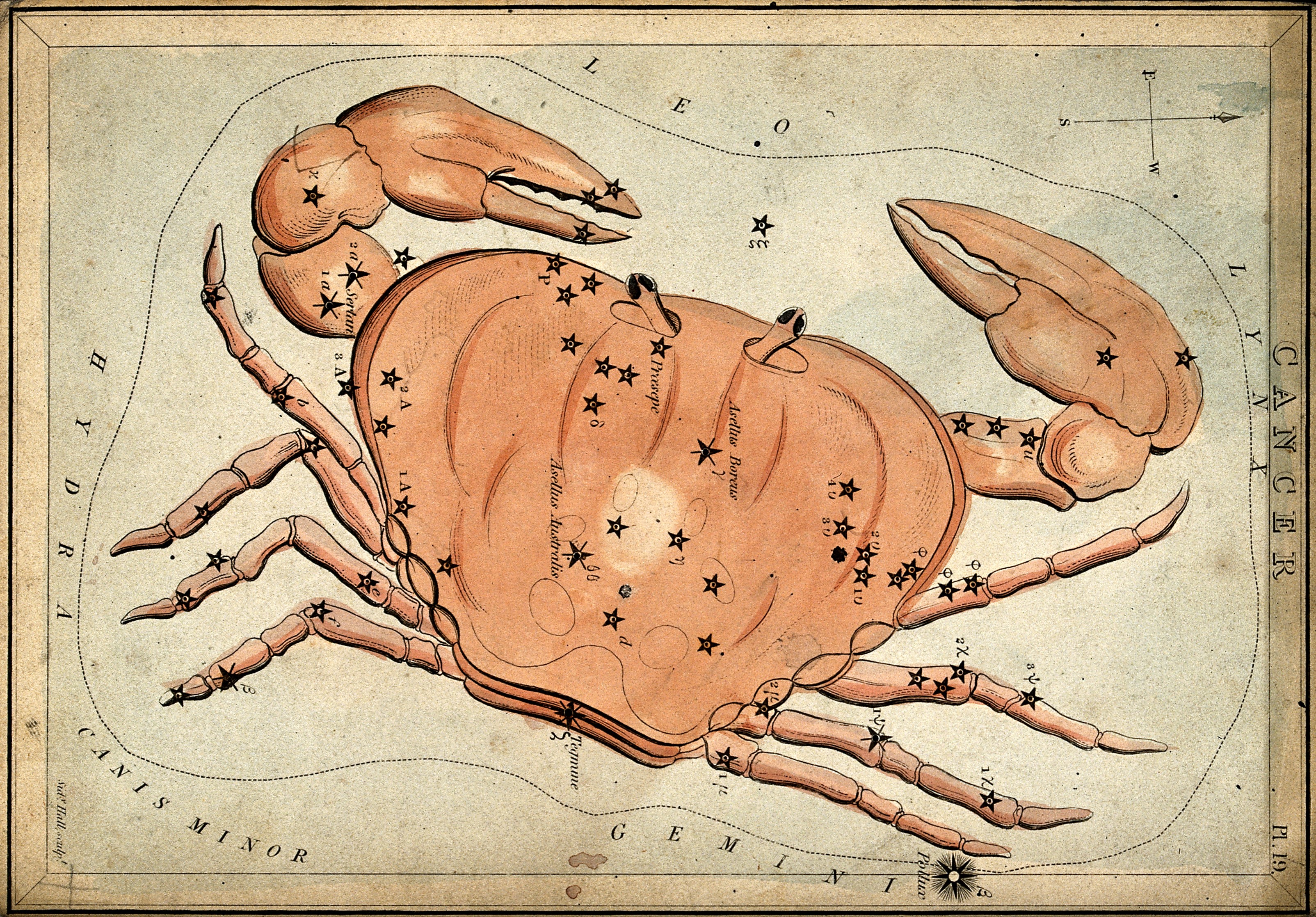 Cancer the crab loves the water.